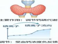 甲状旁腺激素你身体里（PTH）：的“钙磷管家”